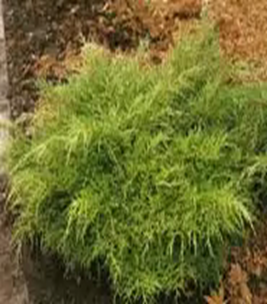    
 Juniperus media 'Old Gold'